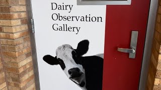 Cornell Dairy observation gallery