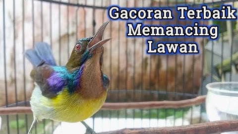 kolibri kelapa | manggar | wiceh | gacoran terbaik untuk memancing lawan cepat nyaut bunyi gacor