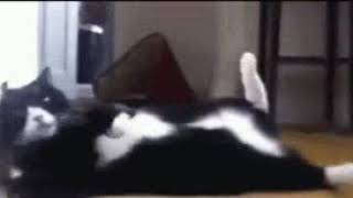 Sup Gif
