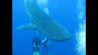 Gladden Split Whaleshark scuba diving encounter in Belize