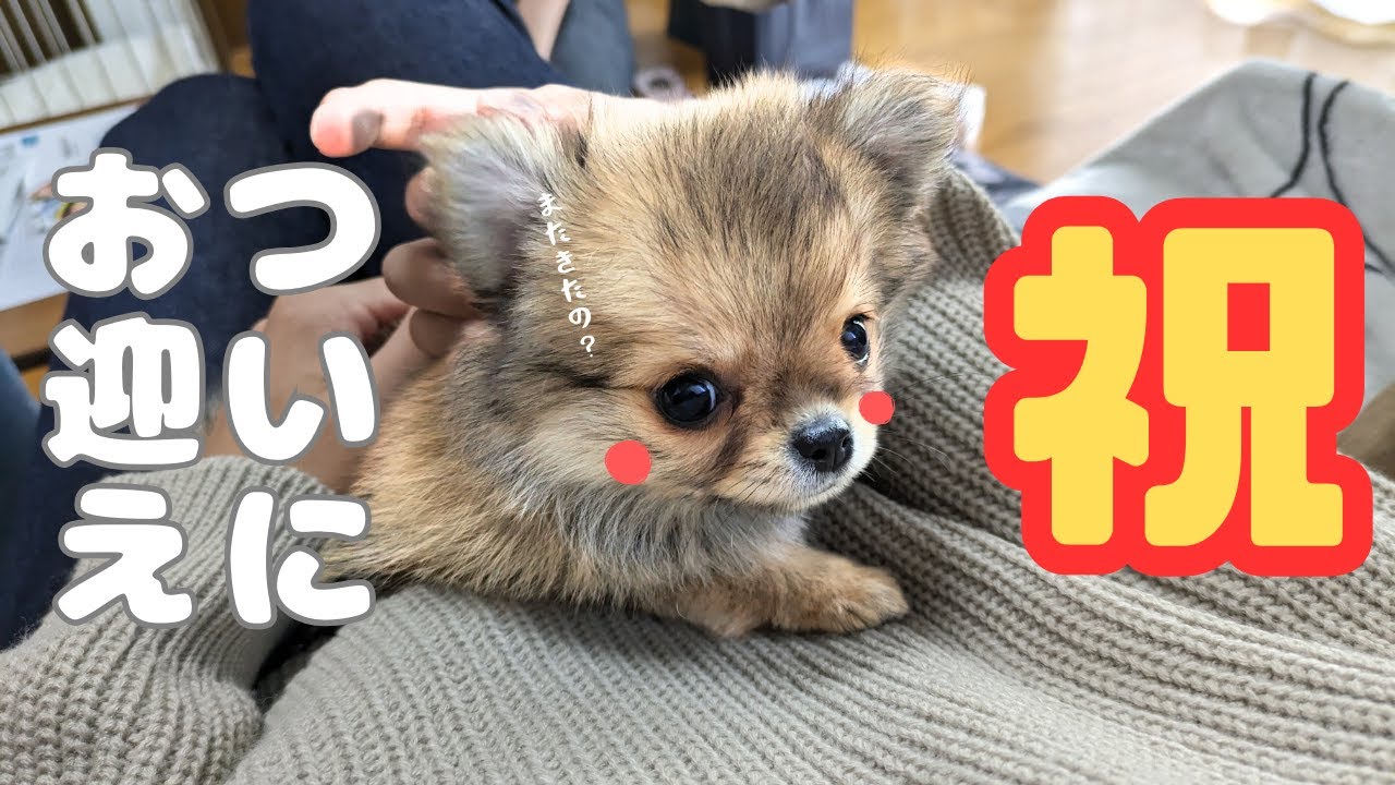 ぽんちゃんがやってきました【仔犬】【ポメチワ】【お迎え】