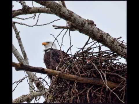 Photographing Eagles and Wildlife