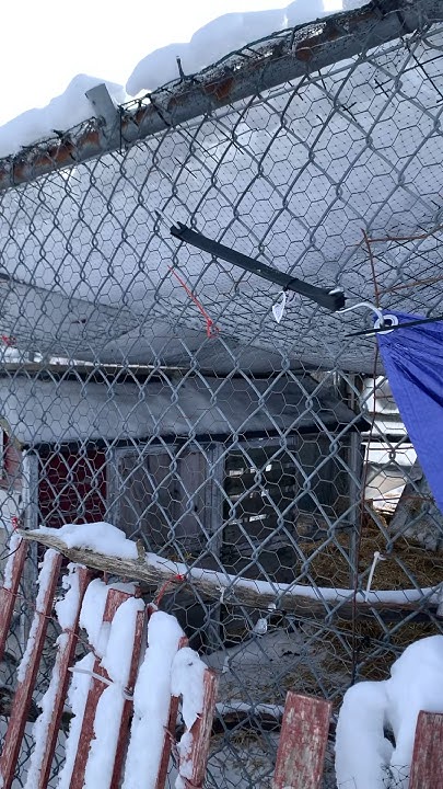 will-our-chicken-run-roof-collapse-from-snow-chickensinwinter-youtube