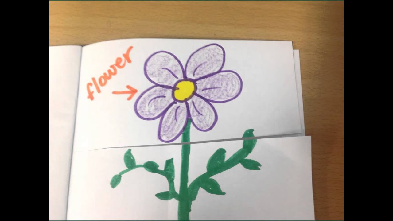 Parts of a Plant - YouTube