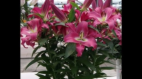 Giá hoa ly Đà Lạt tết 2023 ù đỏ - 0912574948 - #sihoalydalattet2023 #sihoalydalattet #competition