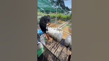 Cá nàng hai (thác lác cườm), ace cần mua gọi trực tiếp cho em ĐT 0918955469 hoặc 0917502382