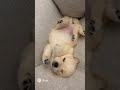 子犬の寝言