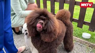 Medzinárodná Výstava Psov V Lučenci