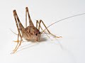 Cave Cricket Pest Control Middletown NJ 732-349-0559 Ozane.com