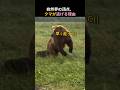 早く逃げろ！ 母熊が逃げる理由