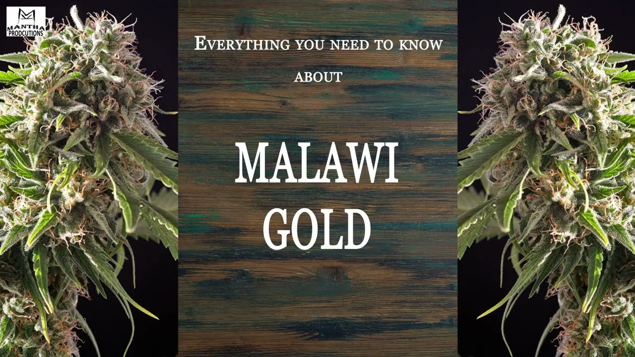 Malawi Gold | Best Buds Strain Spotlight