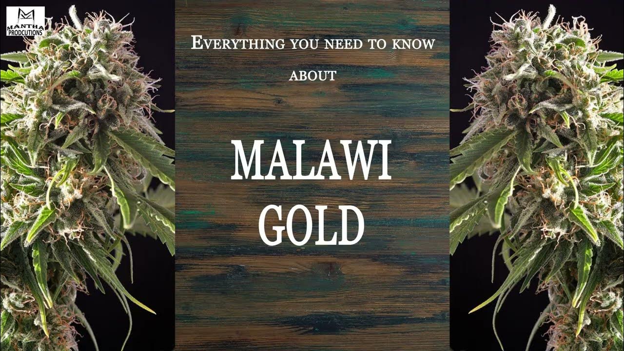 Malawi Gold Best Buds Strain Spotlight YouTube