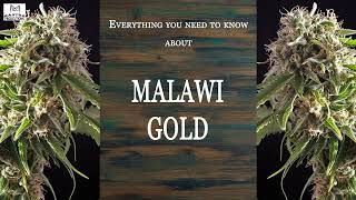 Malawi Gold | Best Buds Strain Spotlight