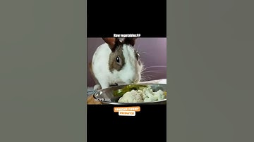 I send it BACK ❌🐇 ​⁠@ShazamPet Funny Fridays video submitted by Misha (meowthemallcat IG) #shorts