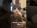 Cat wakes up to yoghurt