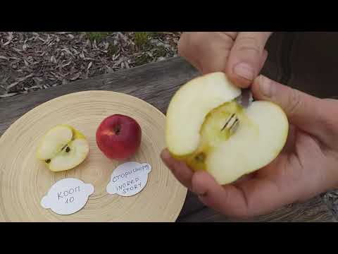 Video: Apple Delight токочтору