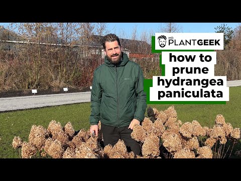 How to prune Hydrangea paniculata | 3 ways ✂️