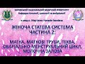 Жіноча статева система, частина 2: матка, оваріально-менструальний цикл, молочна залоза. Гістологія