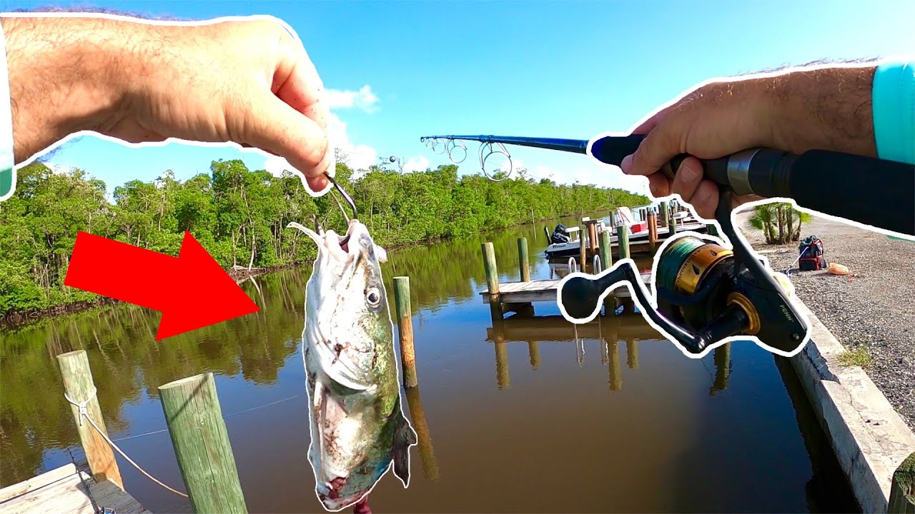 Using CATFISH for BAIT!! PB CAUGHT!! YouTube