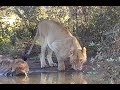 Two thirsty lions. africam LIVE. 05 June 2022