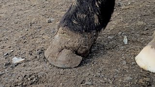 This Hoof Is In Terrible Condition Horse Is Lame I Dont Know If We Can Fix It - Hoof Restoration