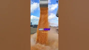 Why Farmers Don T Stop Birds From Eating Grain Shocking Reason 