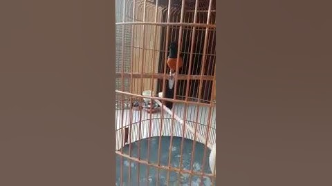 Murai batu irama lagu satu nafas 3 lagu nyambung tanpa putus