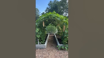 What Arch Trellis Width Is Ideal?