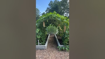 What Arch Trellis Width Is Ideal?