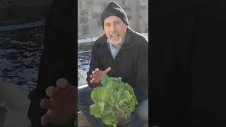 Winter garden lettuce harvest