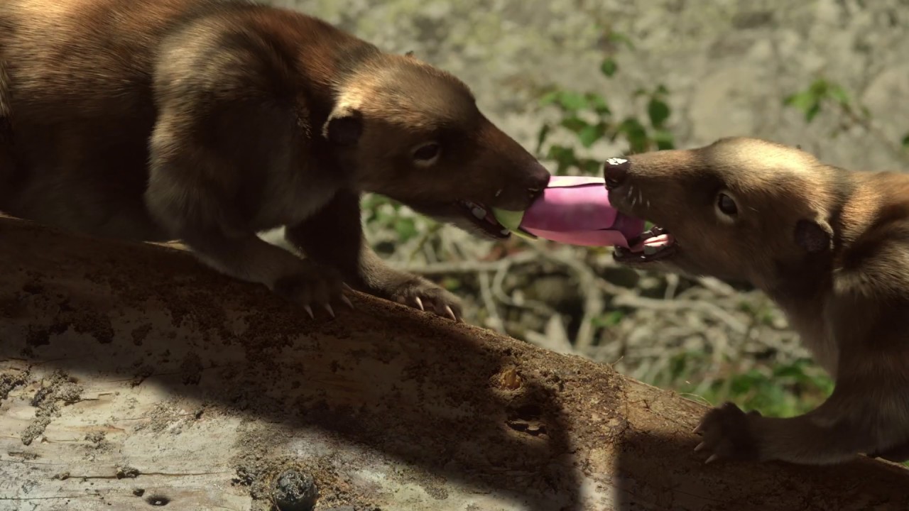 125 million years ago: First prehistoric primitive mammals - YouTube