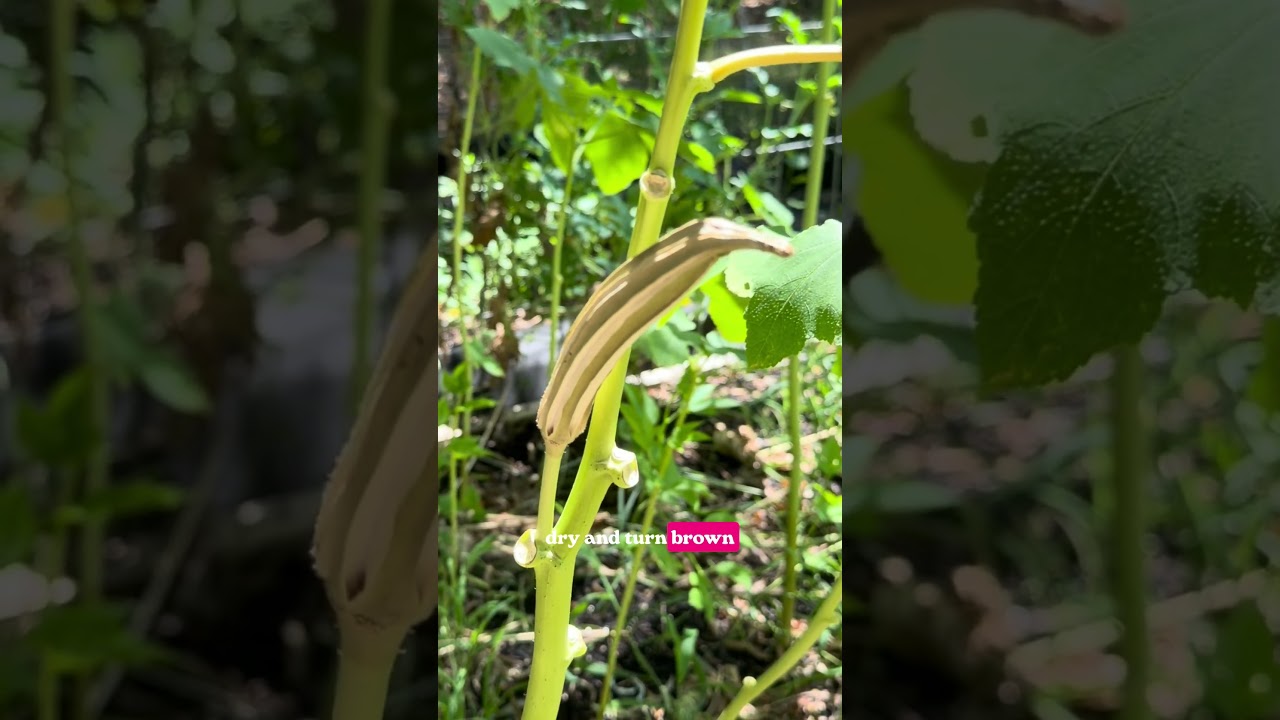 Uploads from From Seed to Spoon Garden Planning App
