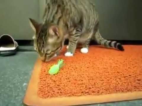Funny Mantis VS Cat