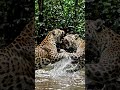 Real Jungle Fight – No Script, Only Nature