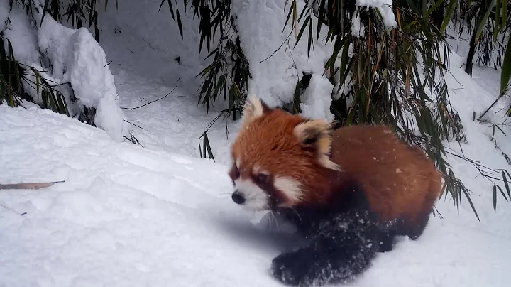 Adorable wild red pandas romp in snow - DayDayNews