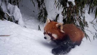 Adorable wild red pandas romp in snow