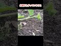 【カボチャ】肥料の状態は蔓の先端と葉っぱの節の間隔 #カボチャ #カボチャ肥料状態 #カボチャ栽培 #shorts