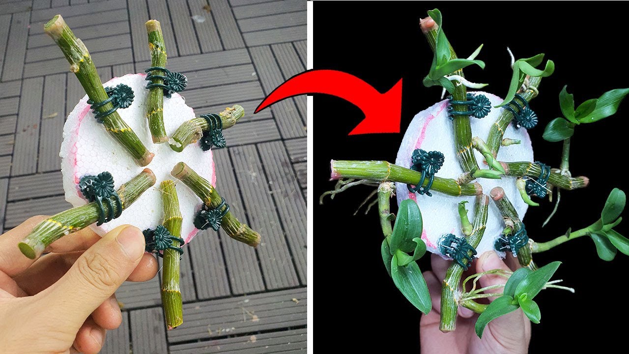 How I breed the most beautiful orchid in the world easily with only ...