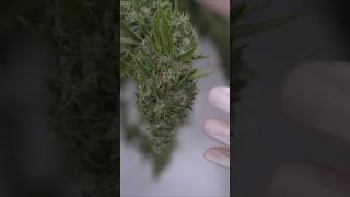 What is THC-A? Ft. H3cz & Split