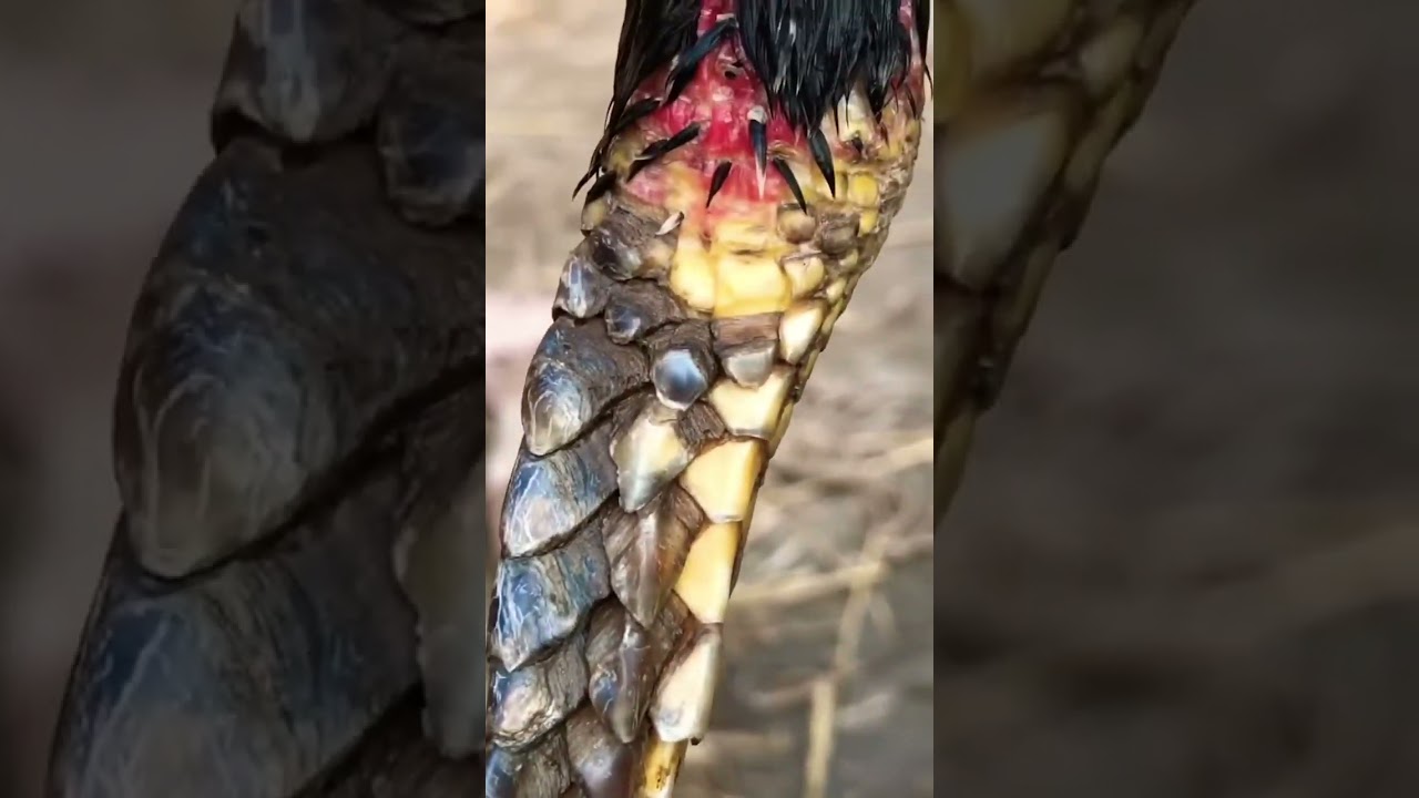 chhadi Aseel murga mandi rawalpindi aseel murga mandi, multan aseel murga mandi, mianwali