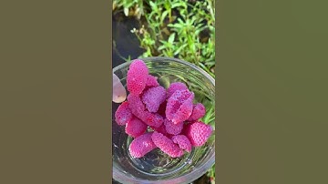 ❤️Apple snail Eggs ASMR Part41 #asmr #shorts #crush