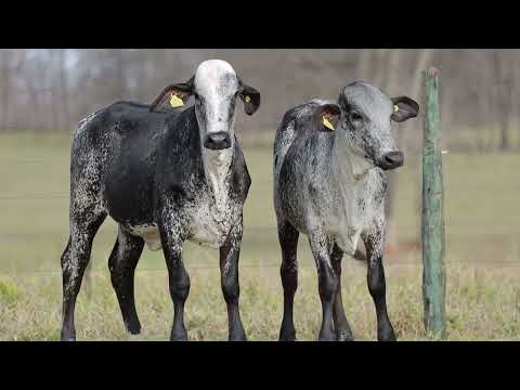 LOTE 23A   ARARA FIV CAL 3737CS    23B   AFONIA FIV CAL 4465CU