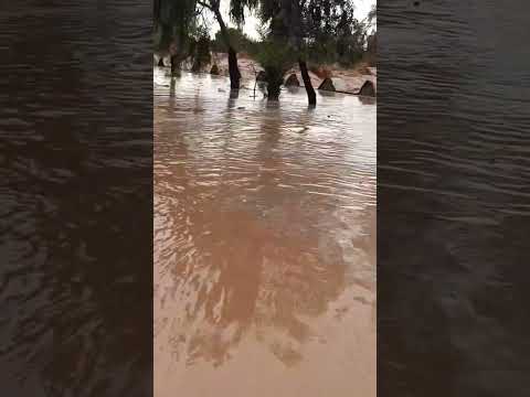 شاهد واد بشار بعد جفاف سنوات يعود بقوة