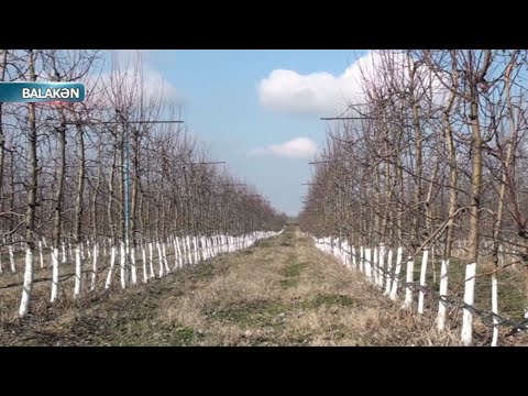 Video: Bağçılıq Və Bağçılıqda Sümük Yeməyi