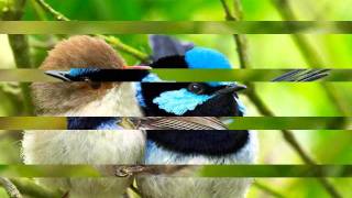 Information Flying colors.avi Update