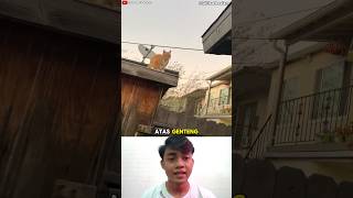 Kucing Punya 9 Nyawa