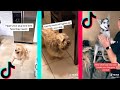 Clapping for your dog challenge - Hype Your Dog Challenge - Tiktok Compilation