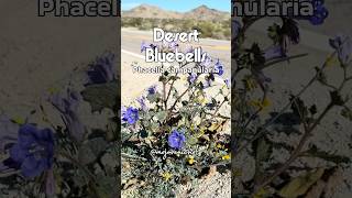 Wildflower Watch 2026! Watch til the end for location. #mojavenichols #wildflowers #superbloom
