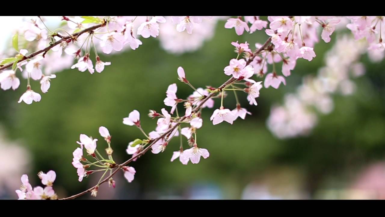 杜の都の桜風景 平成28年4月 Cherry Blossoms In Sendai Youtube