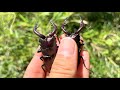 クワガタが採れまくる山がヤバすぎる